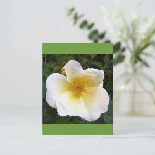 Creme-Rose Postkarte (Stehend Vorderseite)