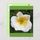 Creme-Rose Postkarte (Vorne/Hinten)