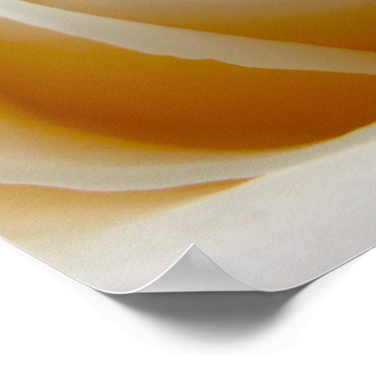 Creme Rose Wedding Foto Poster (Ecke)