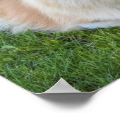 Creme Sable Spitz Hund im Gras Poster (Ecke)