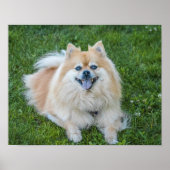 Creme Sable Spitz Hund im Gras Poster (Vorne)