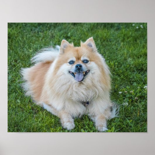 Creme Sable Spitz Hund im Gras Poster (Vorne)