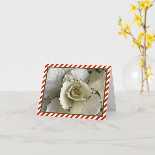 Creme und grüner Zierkohl mit rotem Streifen Karte (Gelbe Blume)