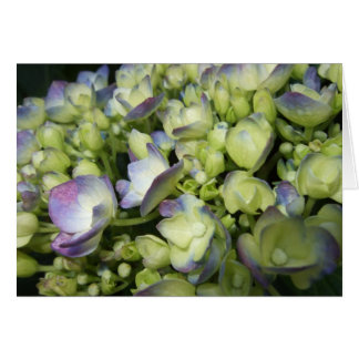 Creme und Lila Hydrangea