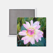 Creme und rosa Blume Magnet (Vorderseite/Rückseite)