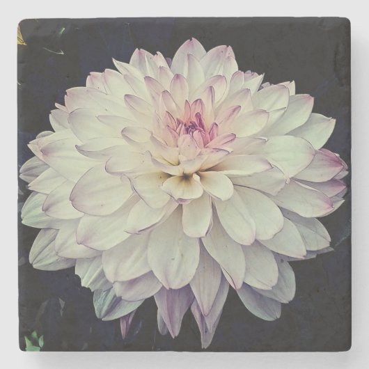 Creme und rosa Blume Steinuntersetzer (Vorderseite)