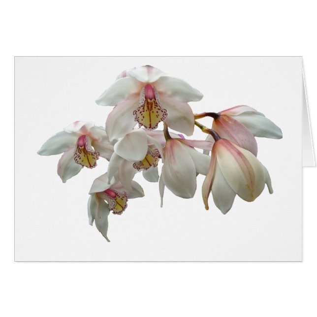Creme und rosa Orchideen (Vorderseite (Horizontal))