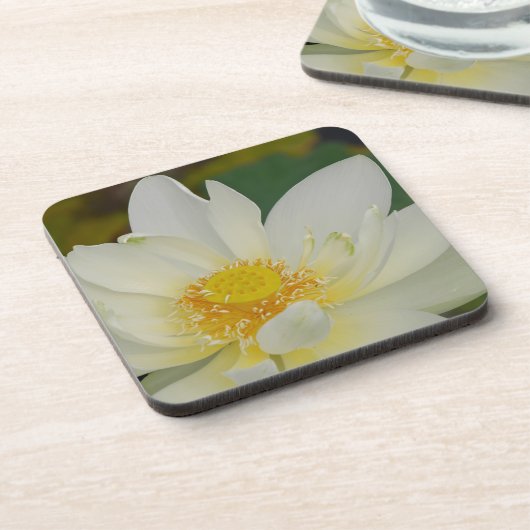 Creme Water Lily02.JPG Untersetzer (Linke Seite)