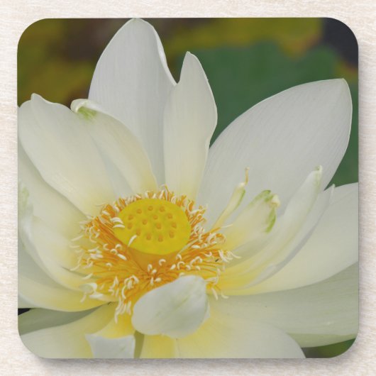 Creme Water Lily02.JPG Untersetzer (Vorderseite)