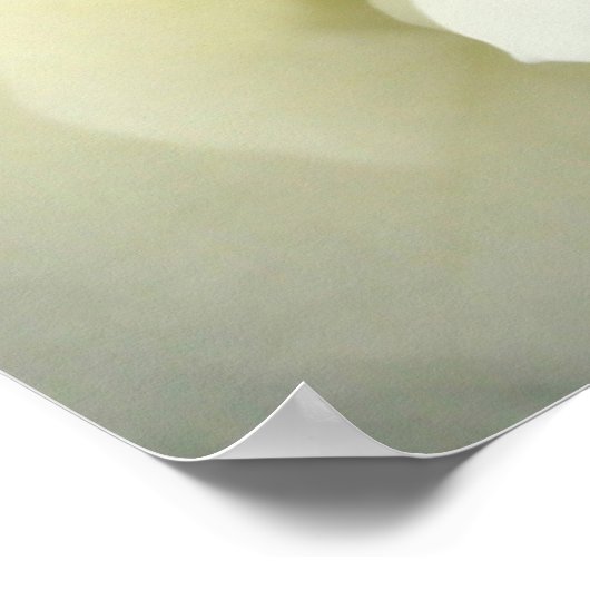 Creme White Rose - Poster (Ecke)