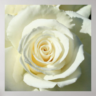 Creme White Rose - Poster
