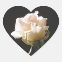 Cremefarbene Rose auf dunklem Hintergrund