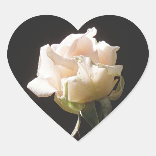 Cremefarbene Rose auf dunklem Hintergrund Herz-Aufkleber (Vorderseite)