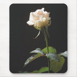 Cremefarbene Rose auf dunklem Hintergrund Mousepad