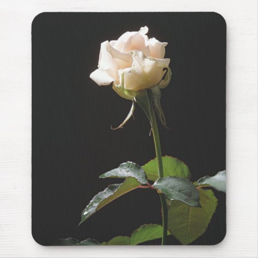Cremefarbene Rose auf dunklem Hintergrund Mousepad (Vorne)