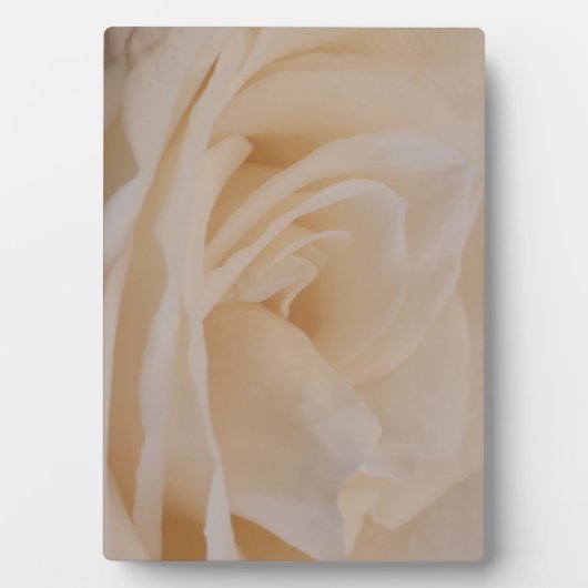 Cremefarbene Rose schließen Fotoplatte (Vorderseite)