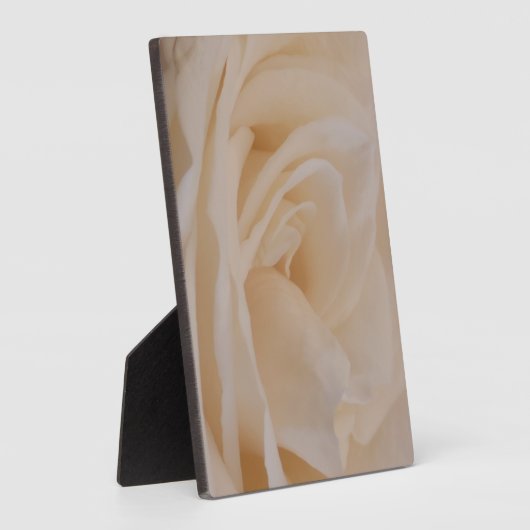 Cremefarbene Rose schließen Fotoplatte (Seite)