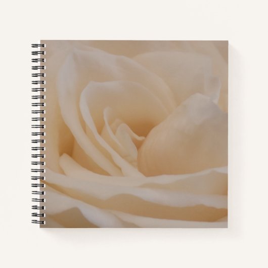 Cremefarbene Rose schließen Notizblock (Vorderseite)