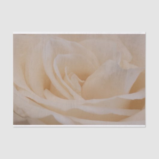 Cremefarbene Rose schließen Seidenpapier (Vorderseite)