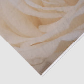 Cremefarbene Rose schließen Seidenpapier (Ausschnitt)