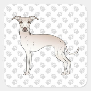 Cremefarbener Italienischer Windhund Süßer Cartoon Quadratischer Aufkleber