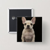 Cremefarbener Welpe der französischen Bulldogge Button (Vorne & Hinten)