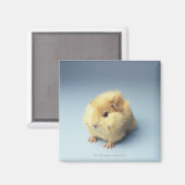 Cremefarbenes Guinea Magnet (Vorderseite/Rückseite)