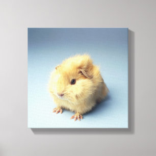 Cremefarbenes Meerschweinchen Leinwanddruck