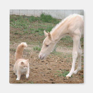 Cremello Companies Magnet