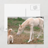 Cremello Companies Postkarte (Vorne/Hinten)