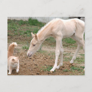 Cremello Companies Postkarte