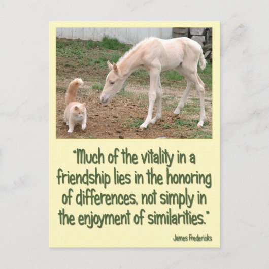 Cremello Companions Freundschaft Postkarte (Vorderseite)
