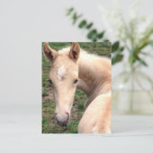 Cremello Walking Horse Postkarte (Stehend Vorderseite)