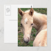 Cremello Walking Horse Postkarte (Vorne/Hinten)