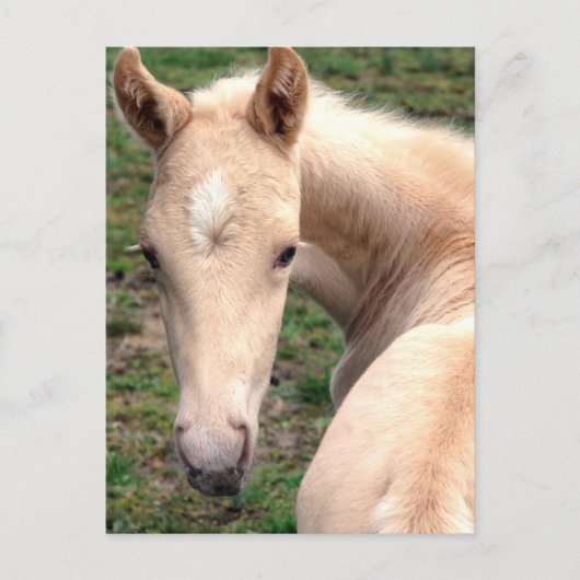 Cremello Walking Horse Postkarte (Vorderseite)