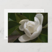 Cremeweiße Magnolia-Blume Postkarte (Vorne/Hinten)