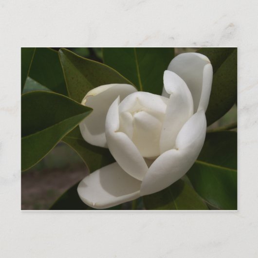 Cremeweiße Magnolia-Blume Postkarte (Vorderseite)