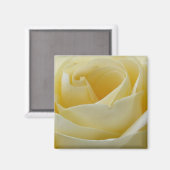 Cremeweißer Rosenmagnet Magnet (Vorderseite/Rückseite)