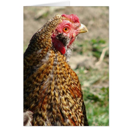 Creole Rooster Face (Vorne)