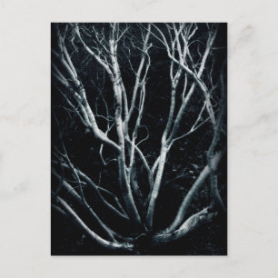 Creosote Bush 2614 Postkarte