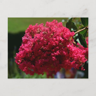 Crepe Myrtle-Blume Feiertagspostkarte