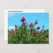 Crepe Myrtle-Blume Postkarte (Vorne/Hinten)