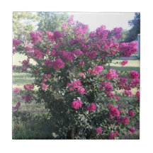 Crepe Myrtle