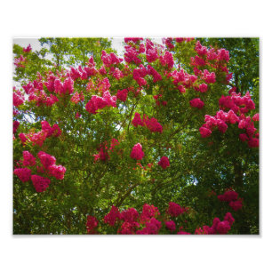 Crepe Myrtle Fotodruck