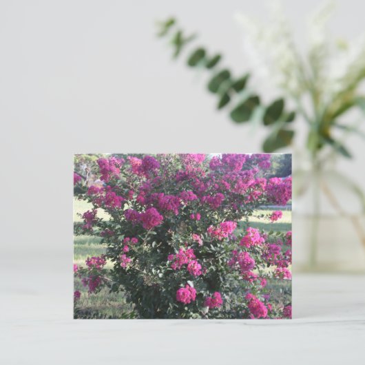 Crepe Myrtle Postkarte (Stehend Vorderseite)