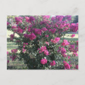 Crepe Myrtle Postkarte (Vorderseite)