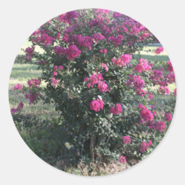 Crepe Myrtle Runder Aufkleber