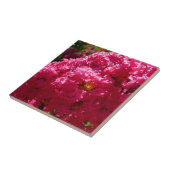 Crepe Myrtle Tree Magenta Floral Fliese (Seite)