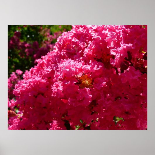 Crepe Myrtle Tree Magenta Floral Poster (Vorne)