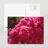 Crepe Myrtle Tree Magenta Floral Postkarte (Vorne/Hinten)